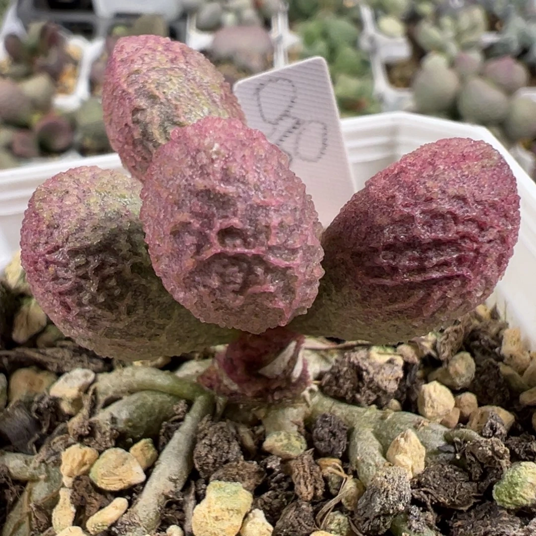 w带桩粉色气球造型实生新品