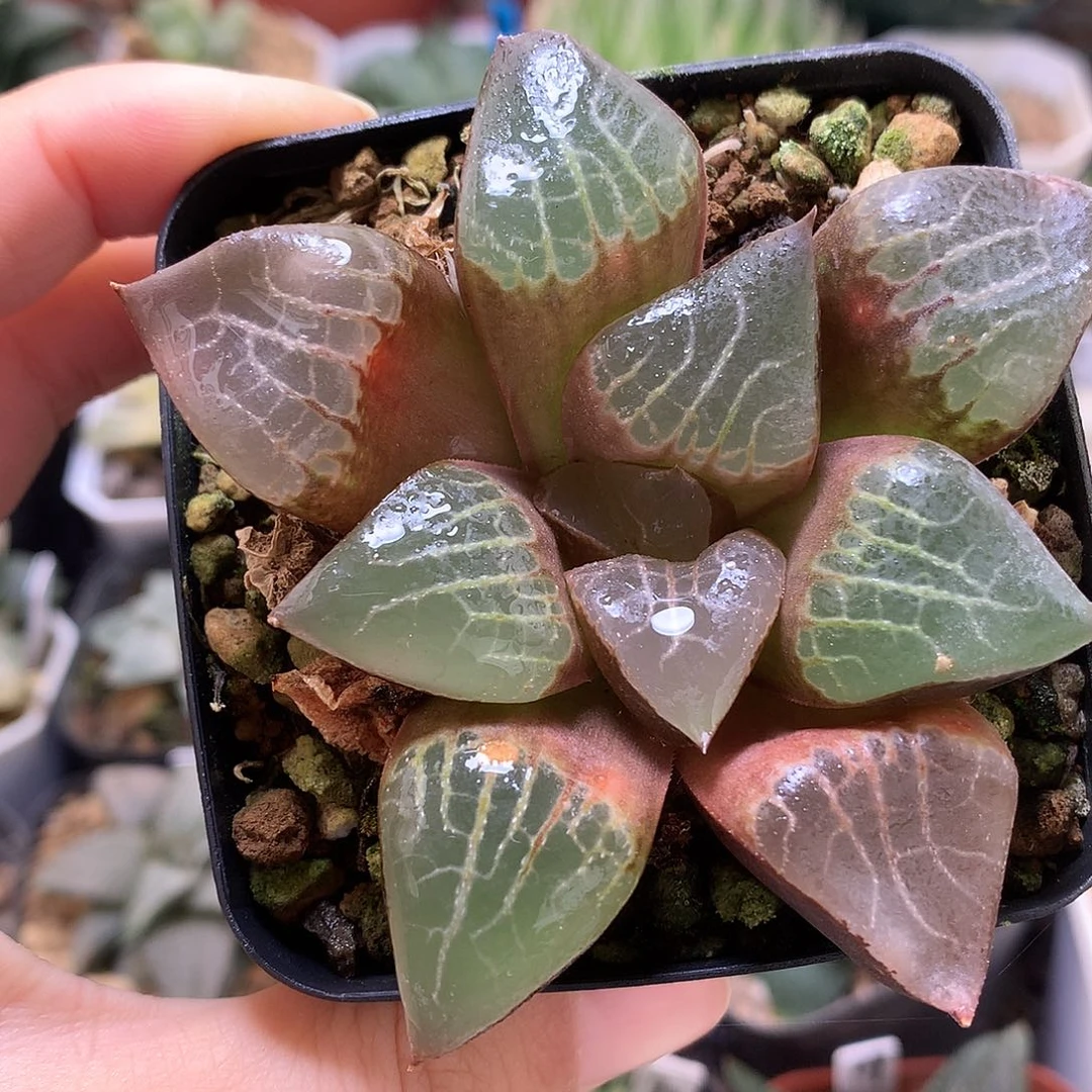 实生寿特价满18包邮