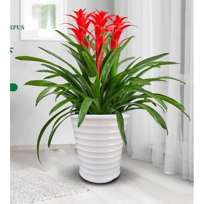 【鸿运当头】鸿运当头室内大盆凤梨四季开花植物