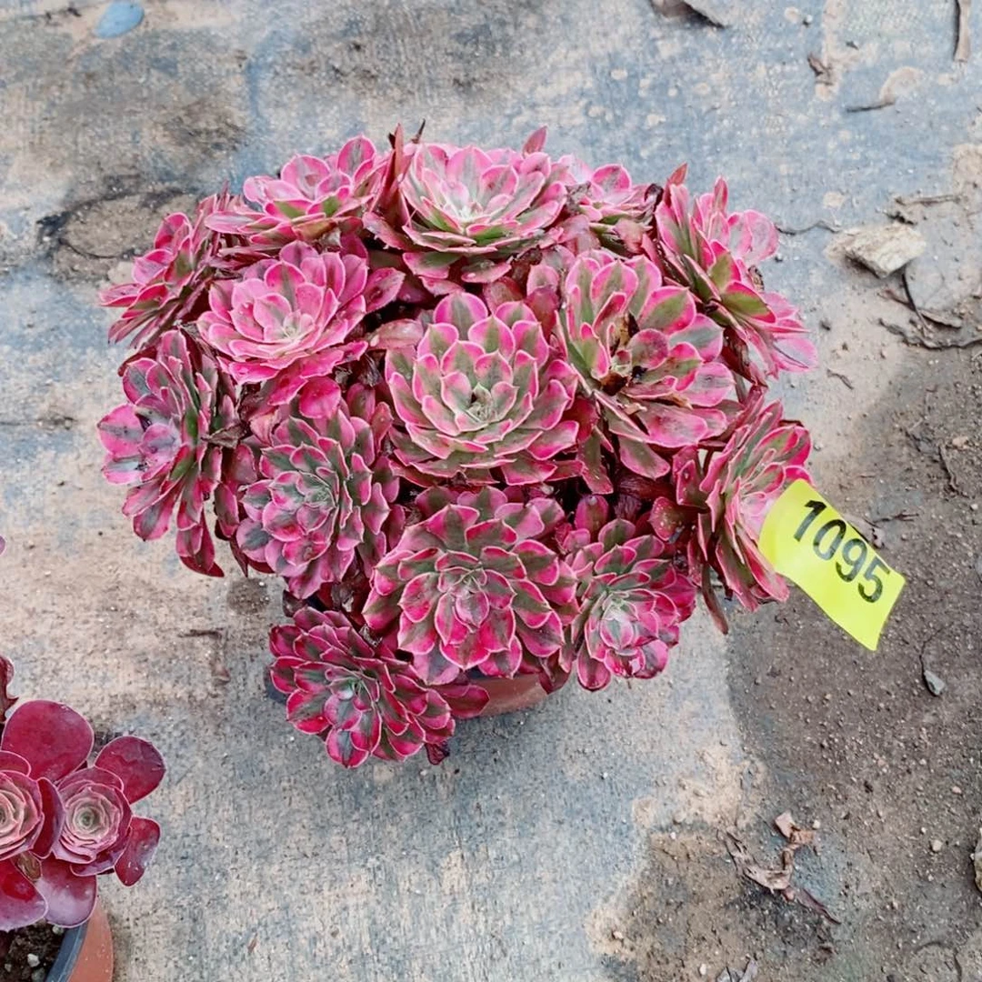 红通白丛林多肉法师1095