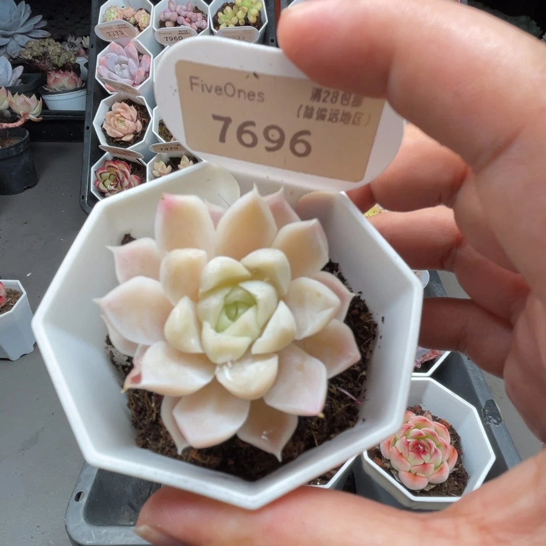 7696白月影4.0厘米