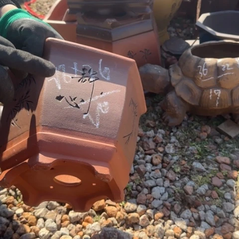 紫砂花盆紫砂花盆盆景盆栽