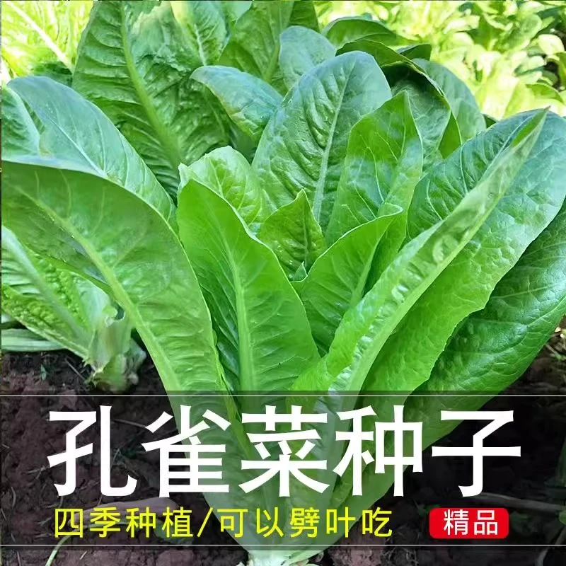 孔雀菜种子生吃脆甜高营养四季罗马直立生菜种子盆栽阳台蔬菜种子