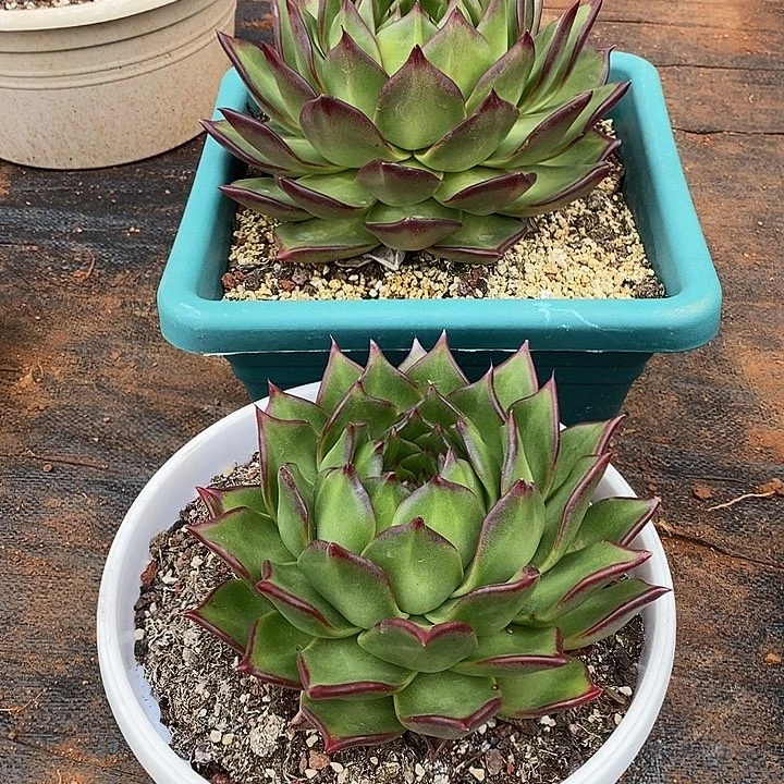 W***e福利原始种大母本7