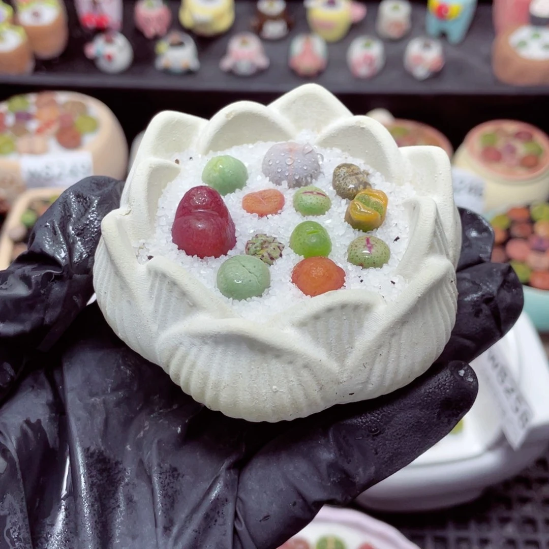 w8261 带盆土发货-零下地区拍保温箱