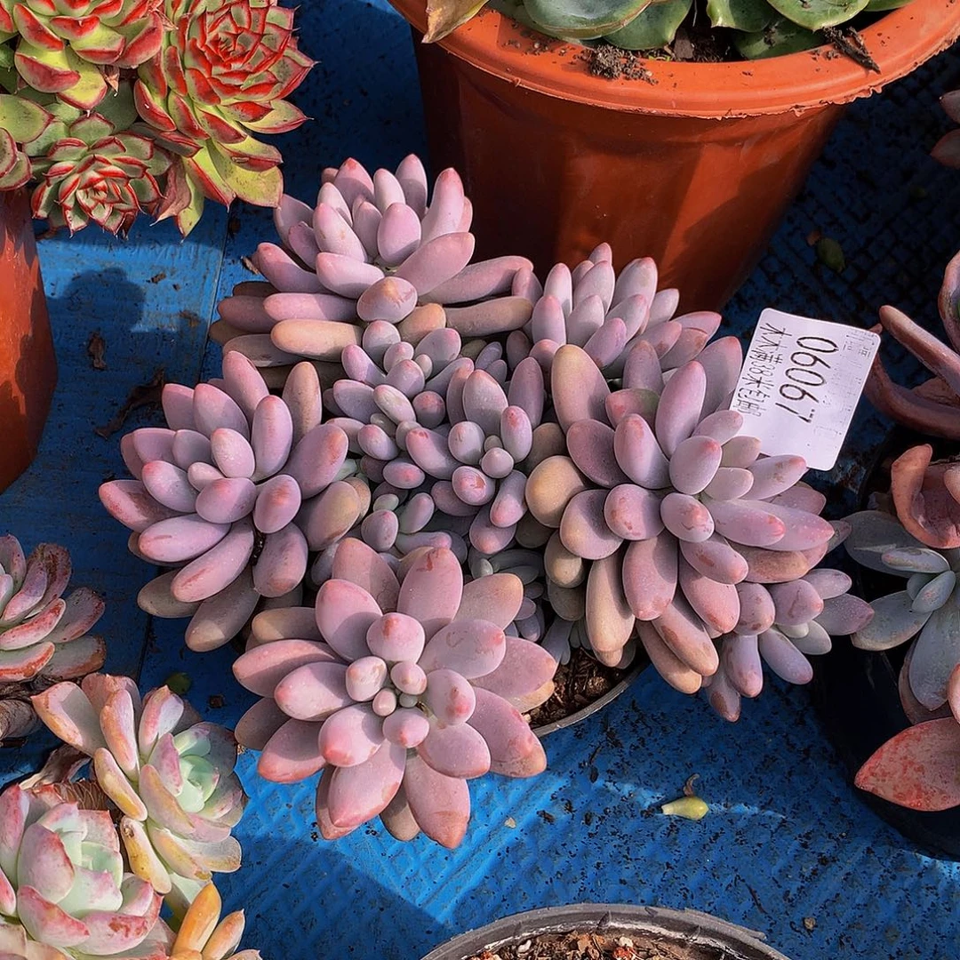 漠***然    粉黛多肉06067