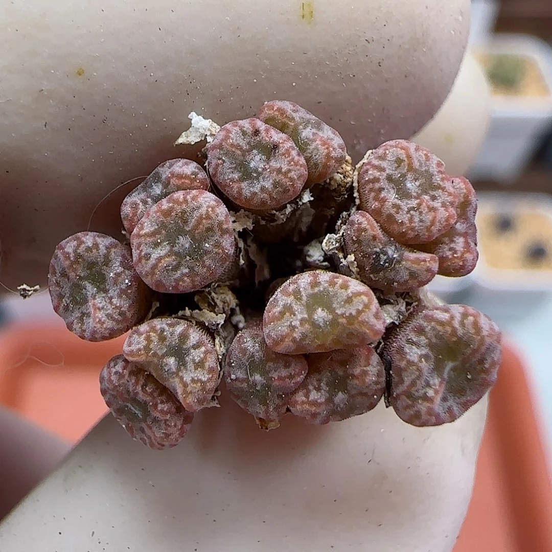 351红珊瑚优选品