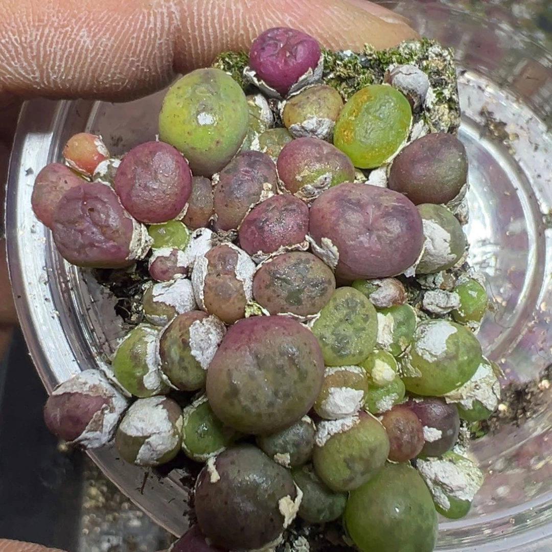 【闪购商品】 808。