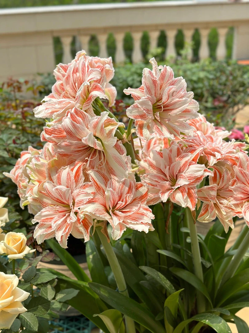 （舞后）朱顶红自然球包对版重瓣送肥料