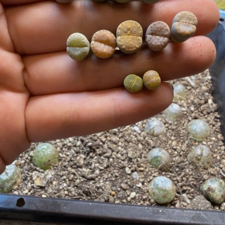 玫***珀多肉植物和植物的108