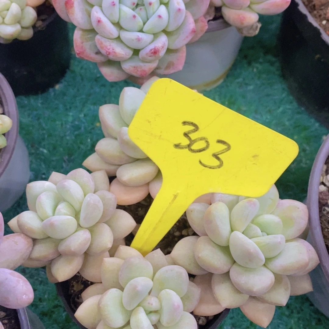 开心多肉，首播福利3