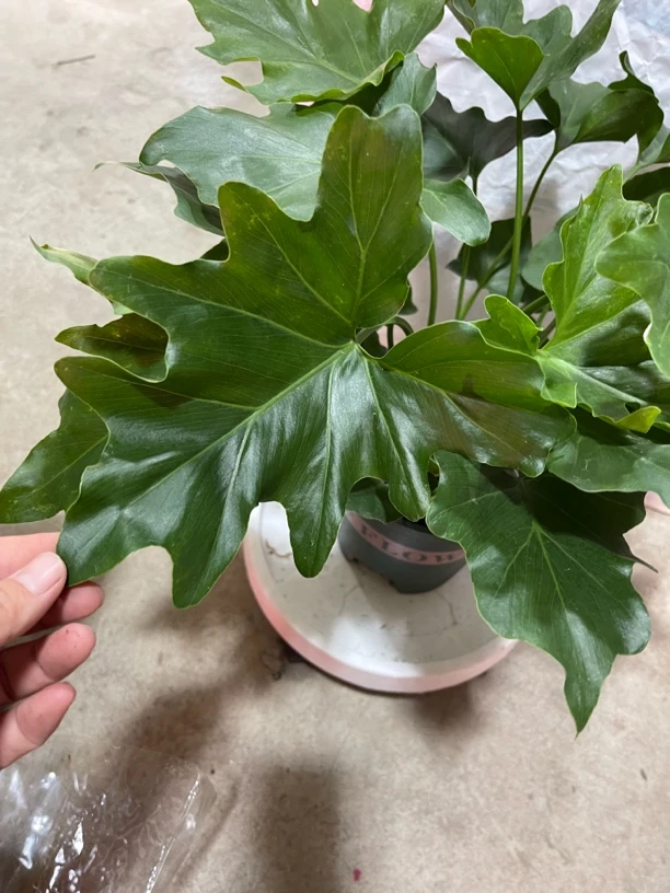 春羽绿植盆栽室内易养活水培花卉植物好养可净化空气