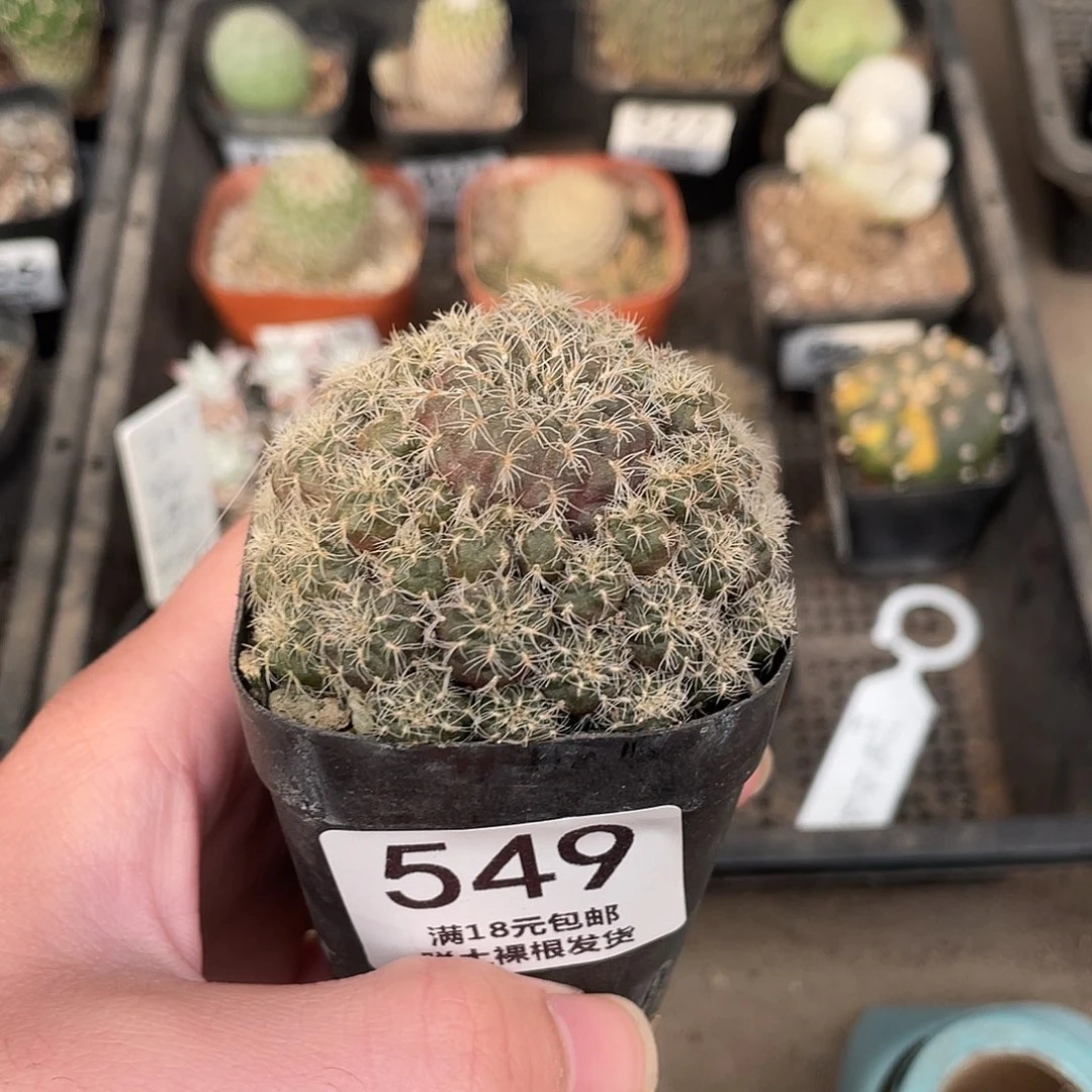 549实生罗伯特（满18包邮）