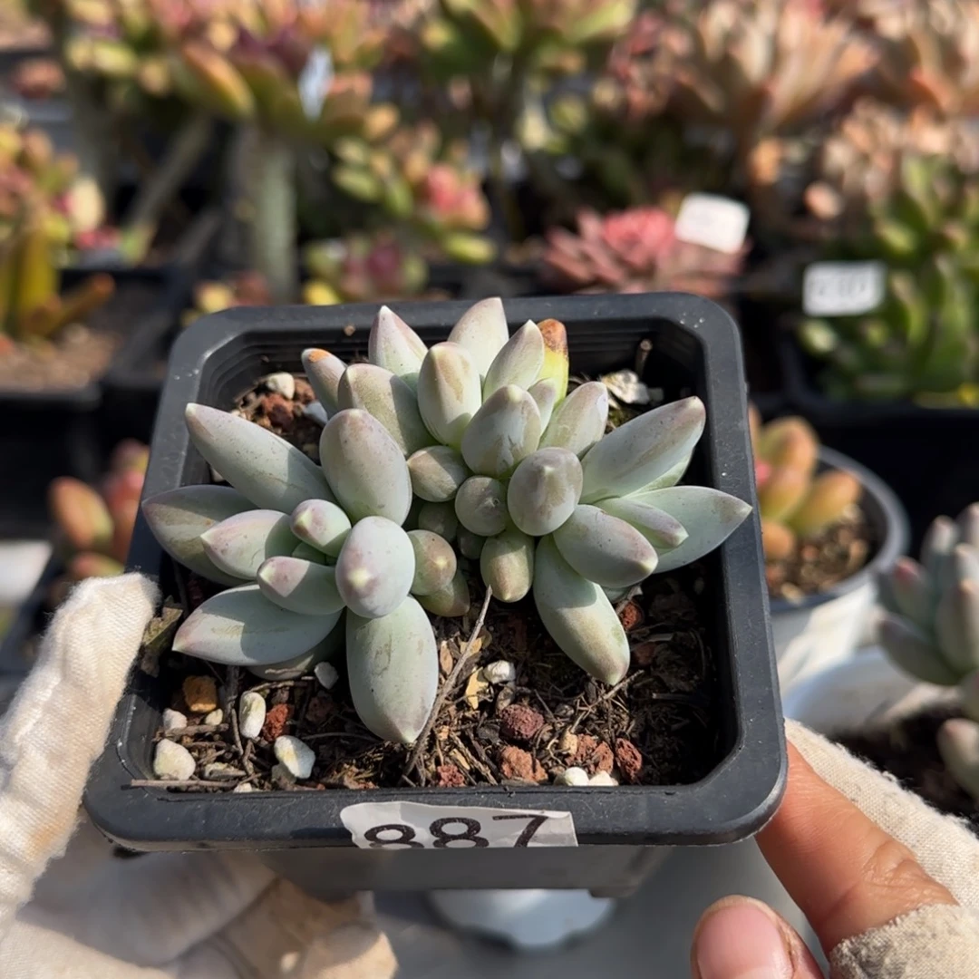 887号一物一拍一物一拍一物一拍