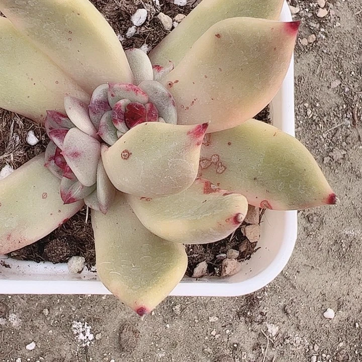 呵*多肉植物多肉植物