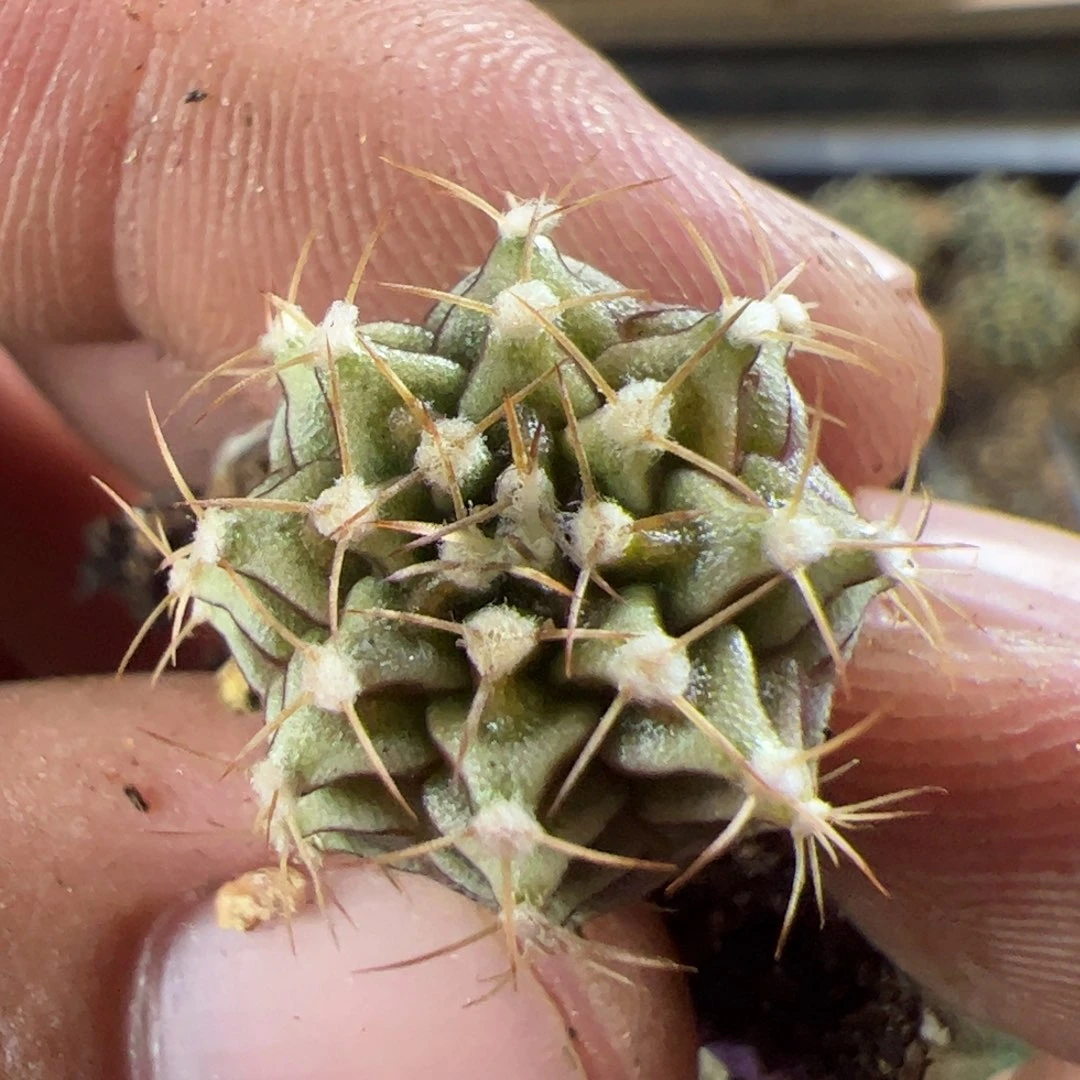 当前无花栽培后可以开花300