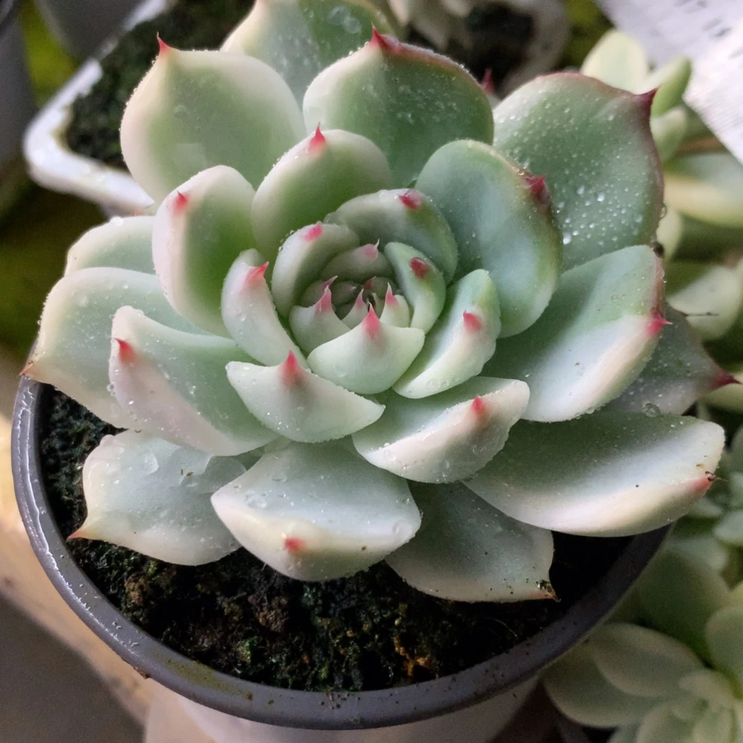 娃娃哈哈哈哈哈哈哈哈