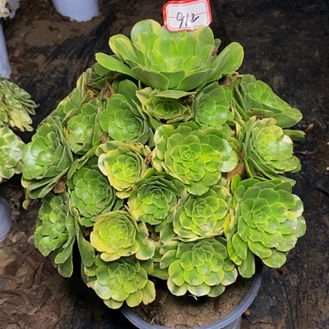 五彩琉璃老桩捧花912号