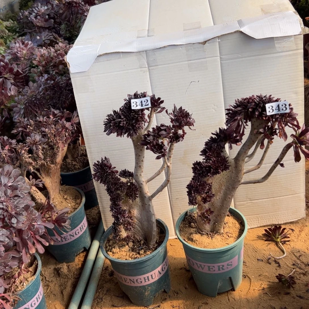 有伤两颗342.343高34