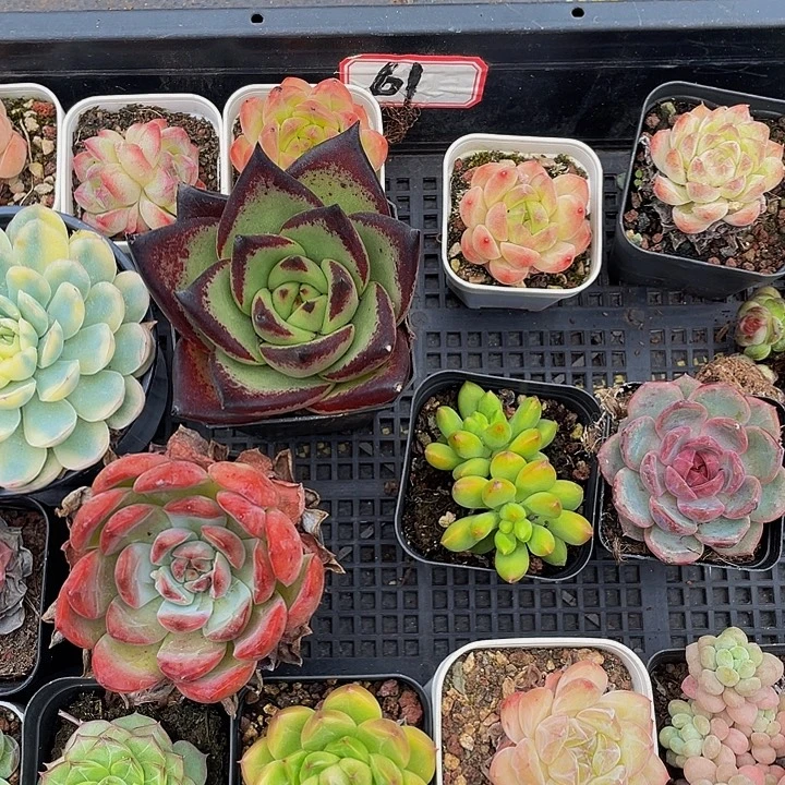 61号筐到盆土发货