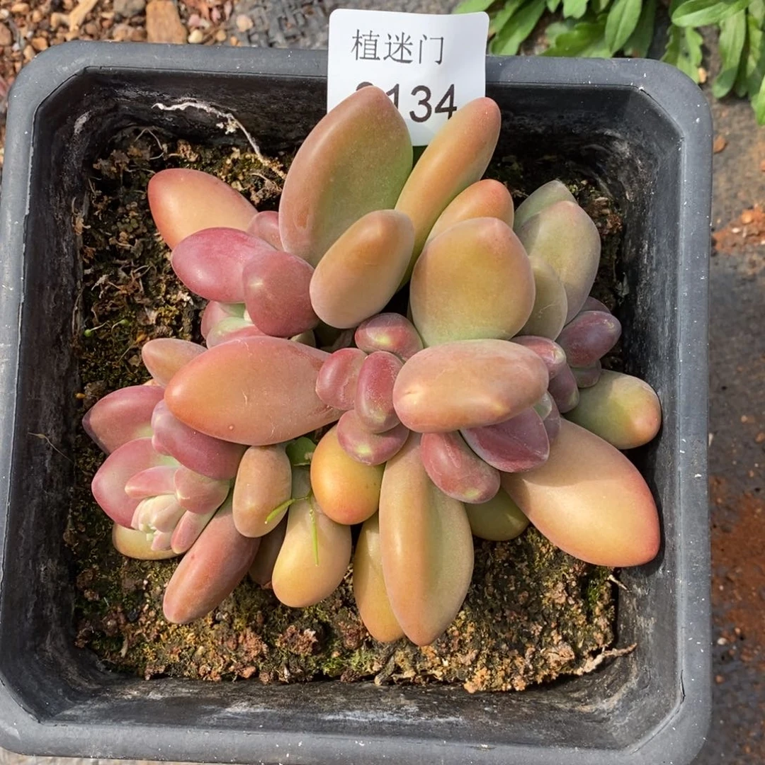 彭*虎杂交精品多肉3134