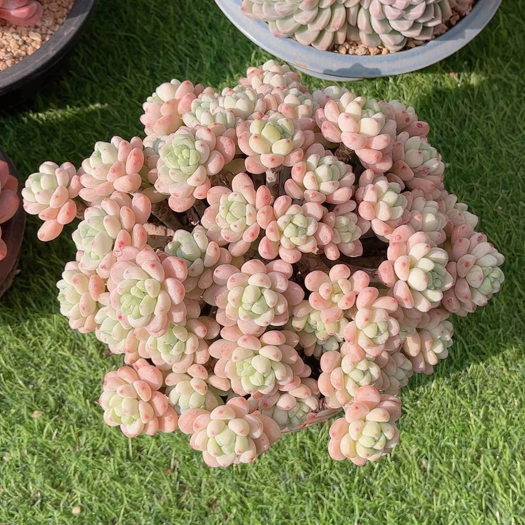 韩版樱花罗琦多肉