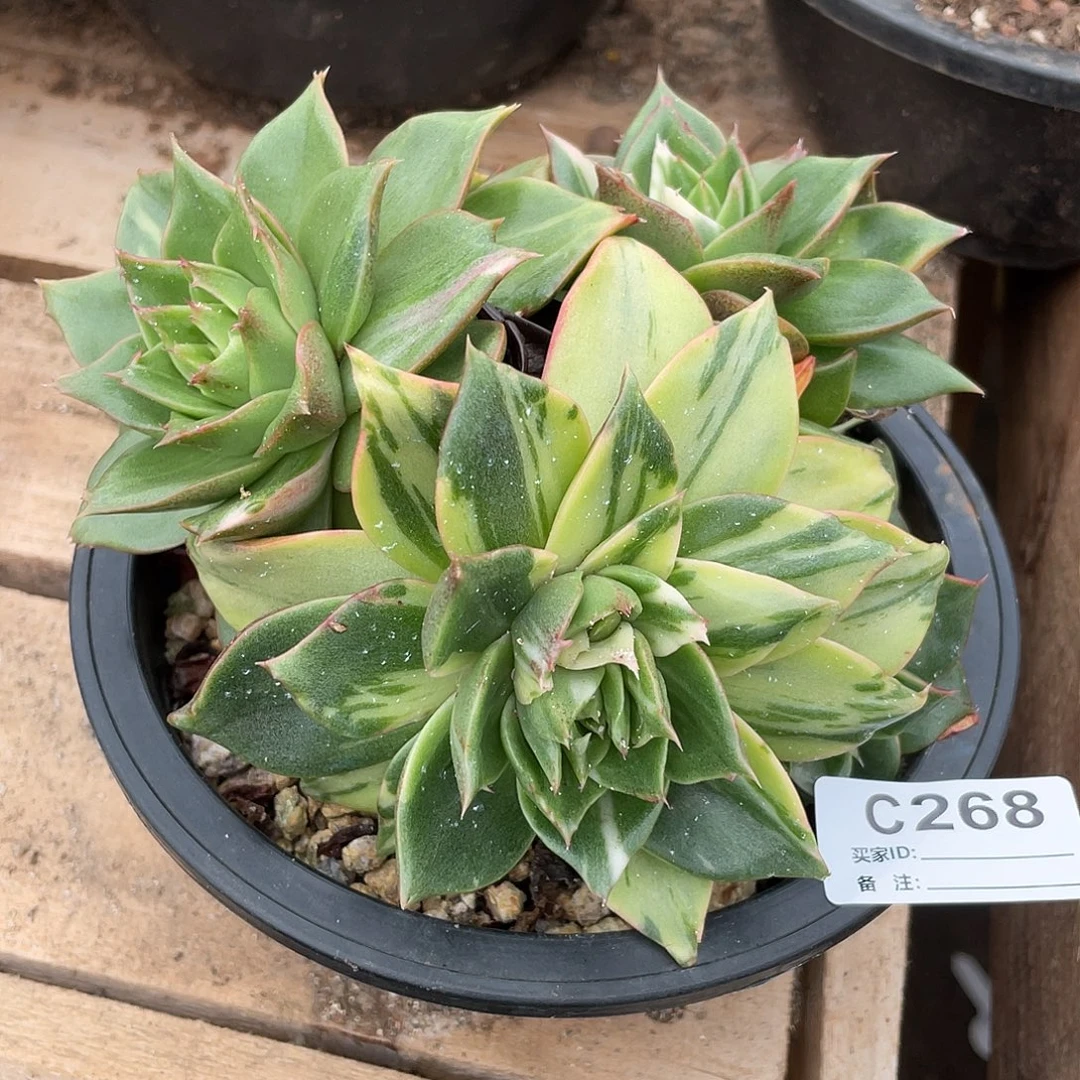 若如东云单拍C268