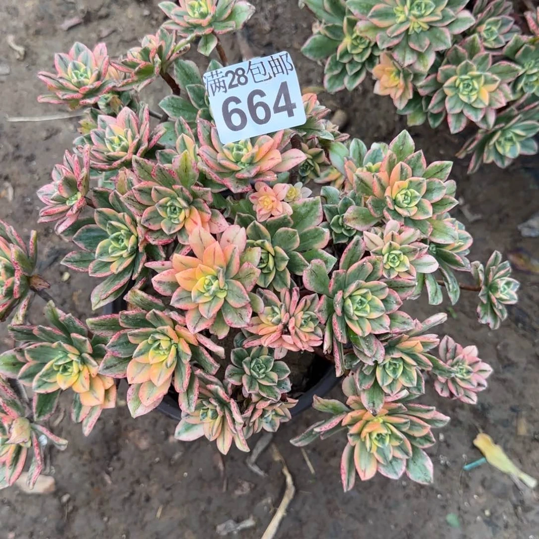 甜茶多肉664满28包邮断枝不包