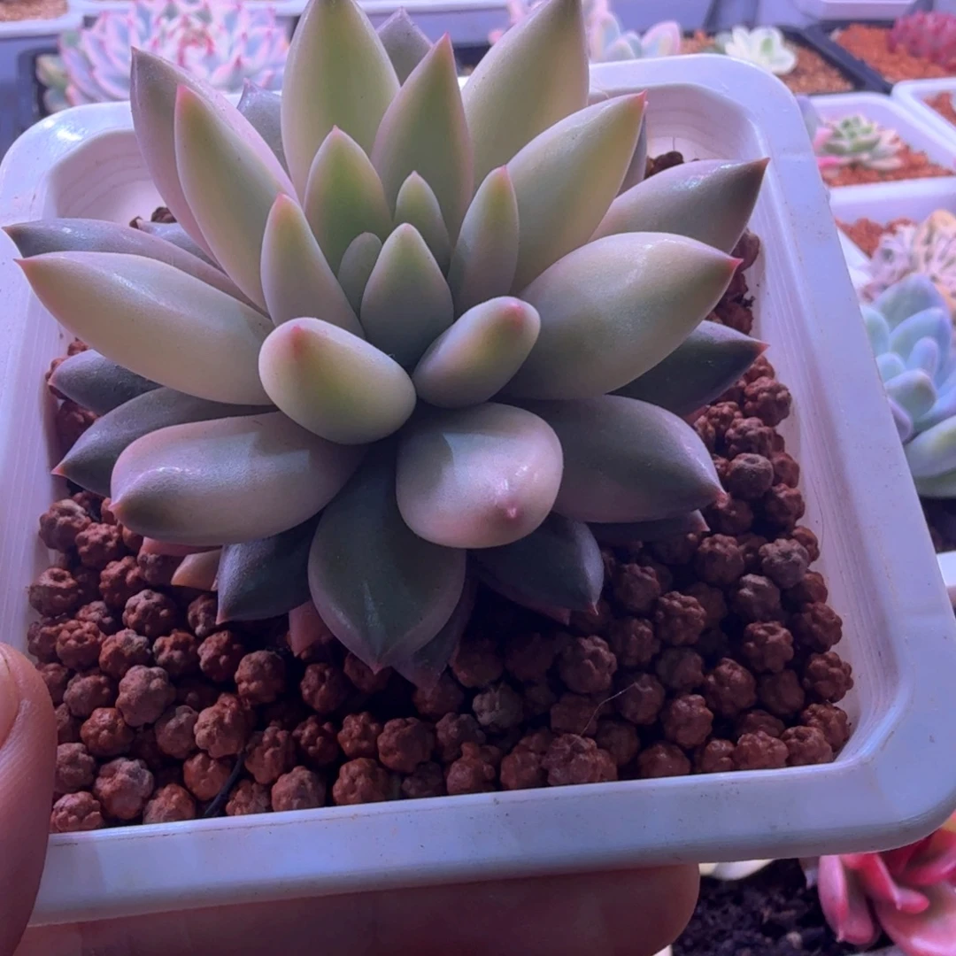 不***甜不甜 红蜻蜓锦 多肉