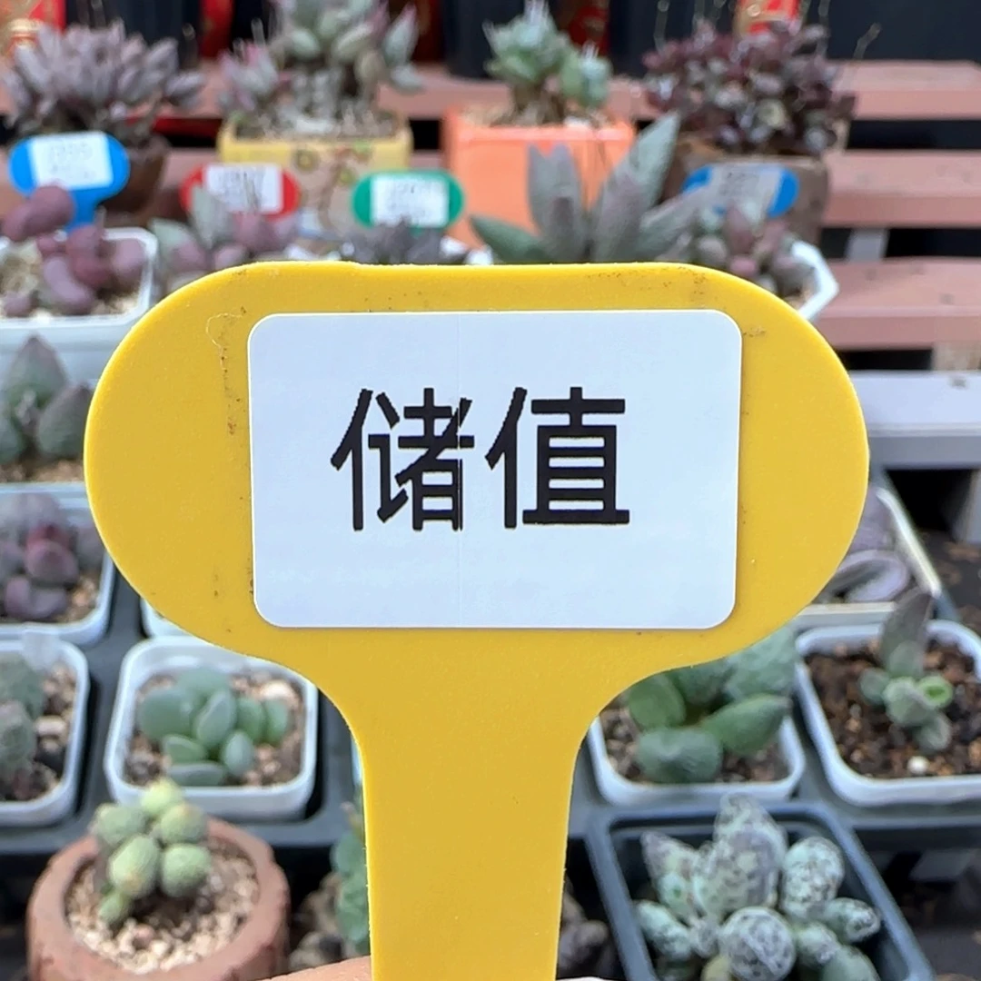 七***呀储值。