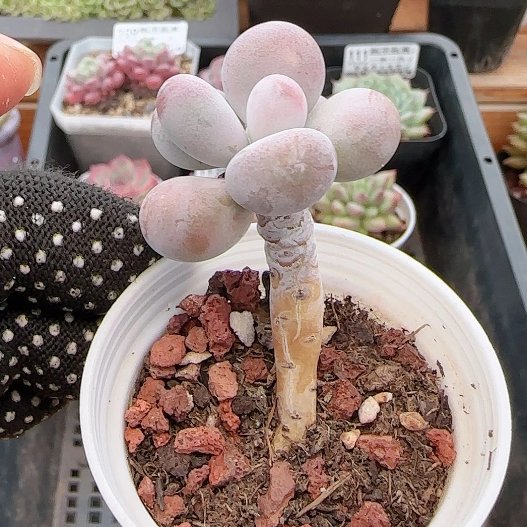多肉0915-117桃蛋小老桩