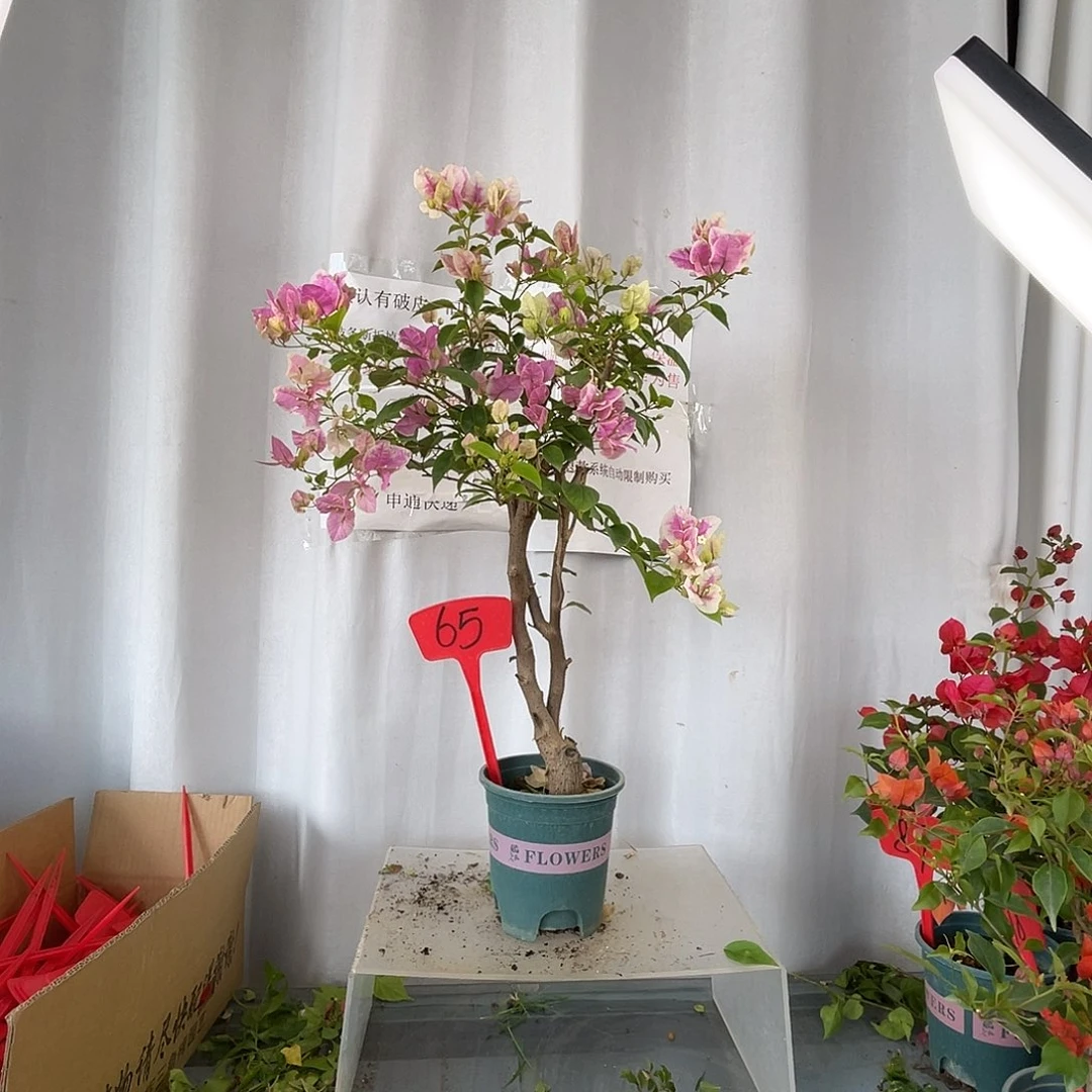 当前无花栽培后可以开花 65广红樱桩，高65厘米，粗3公分