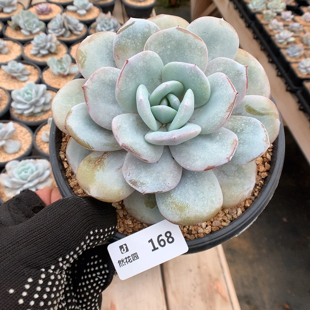 168奶茶多肉植物666