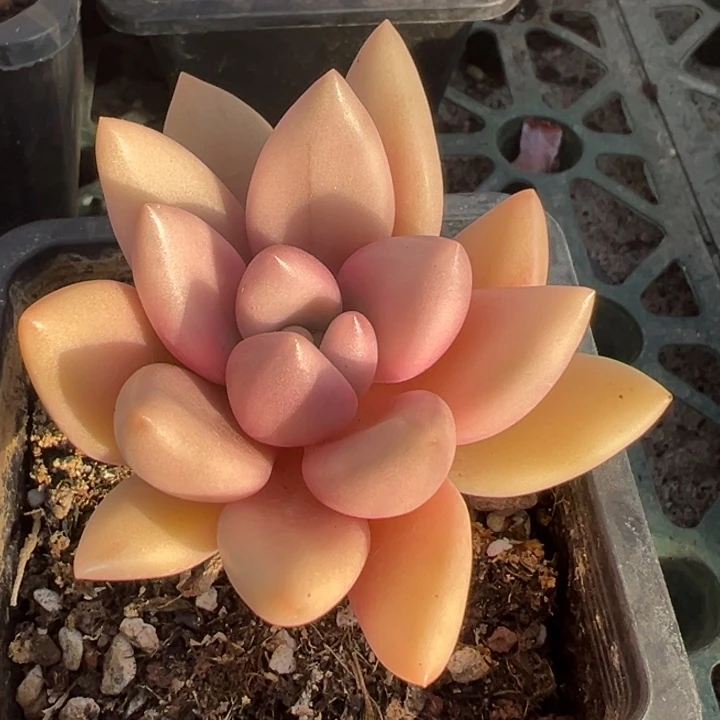 桃花源锦一物一拍锦龙