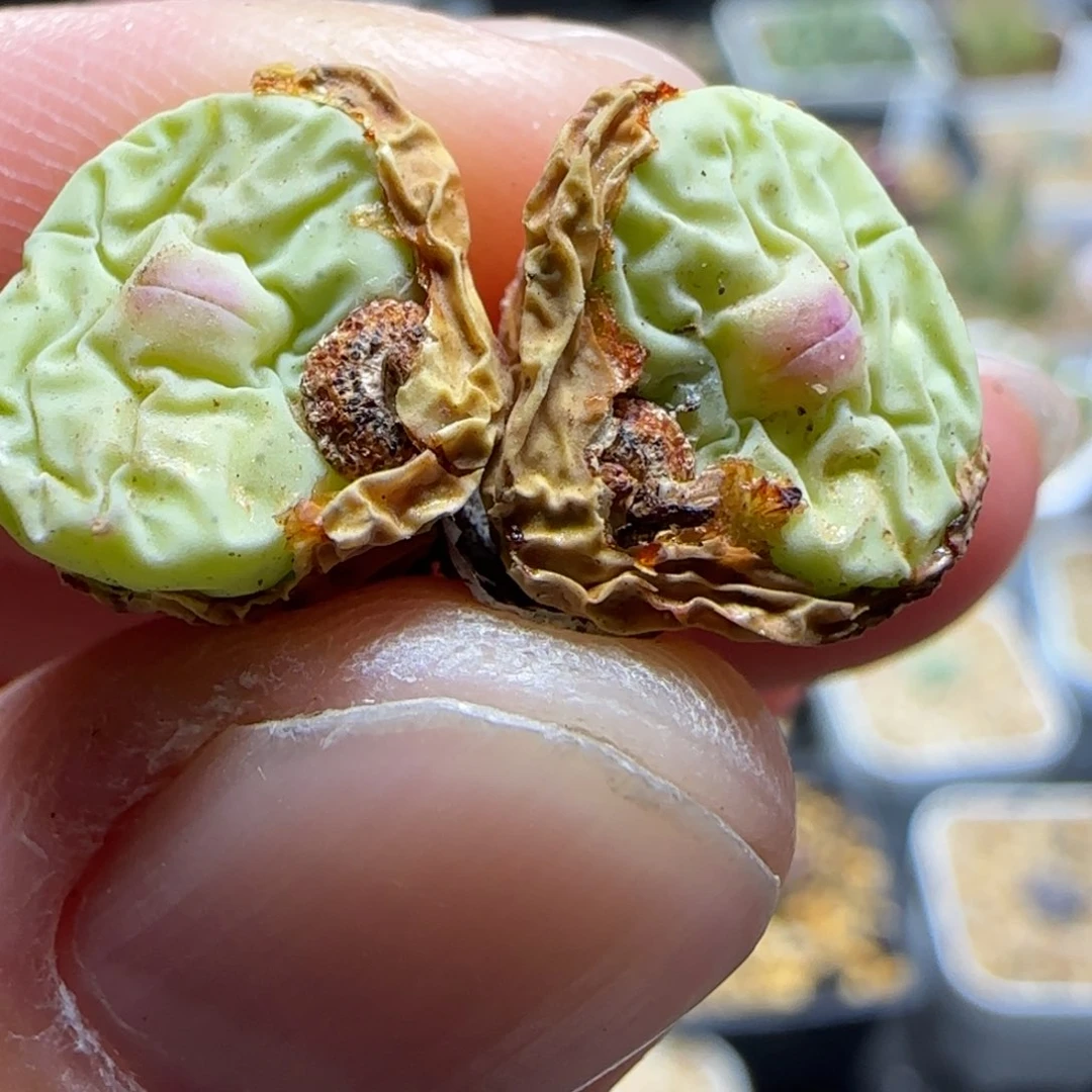 2.3多肉大型嘟嘟嘴60号