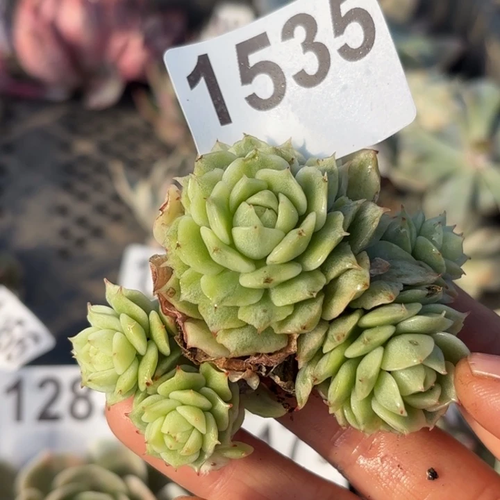 多肉植物满18包邮当场凑单不满单隔天发顺丰到付