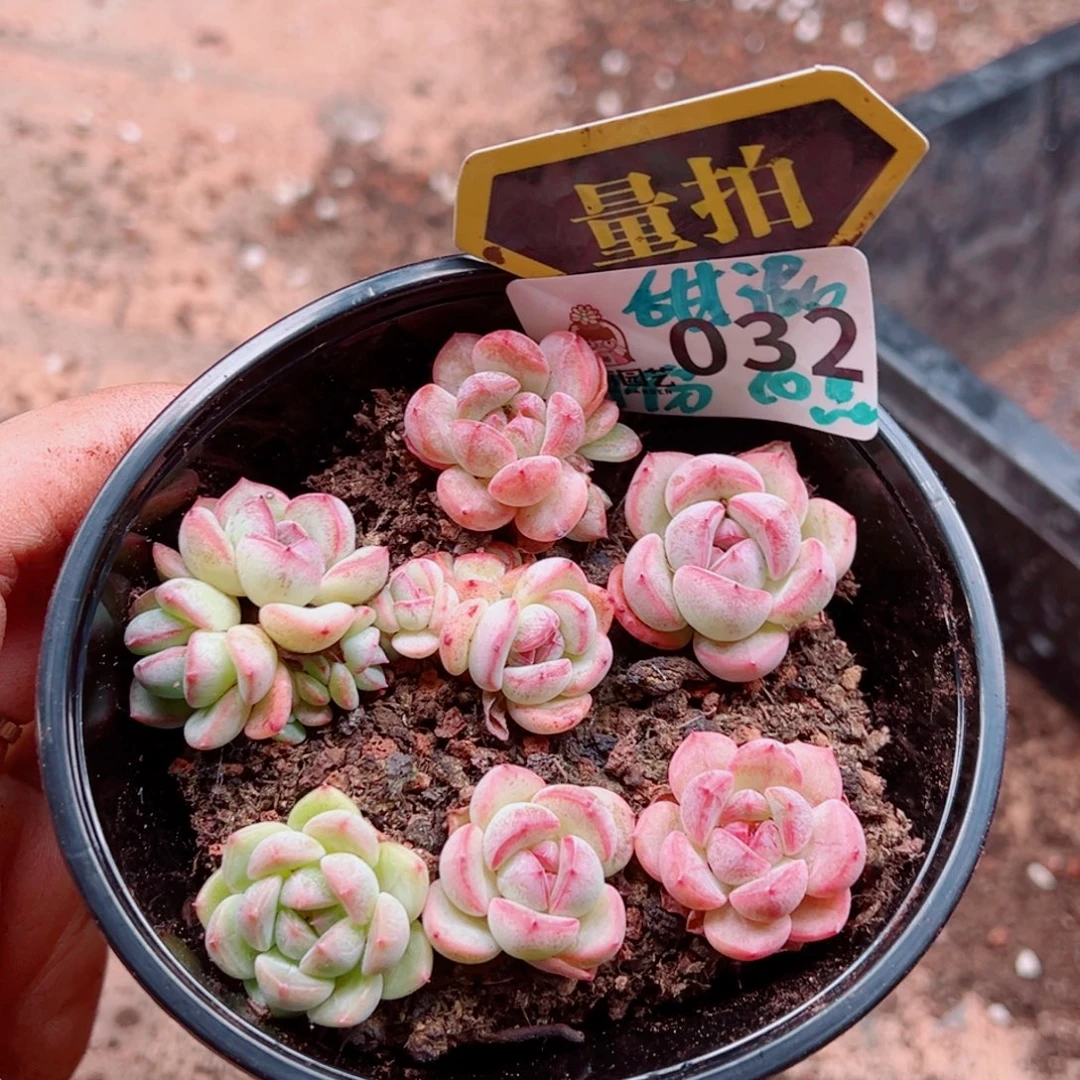 多肉植物多肉植物