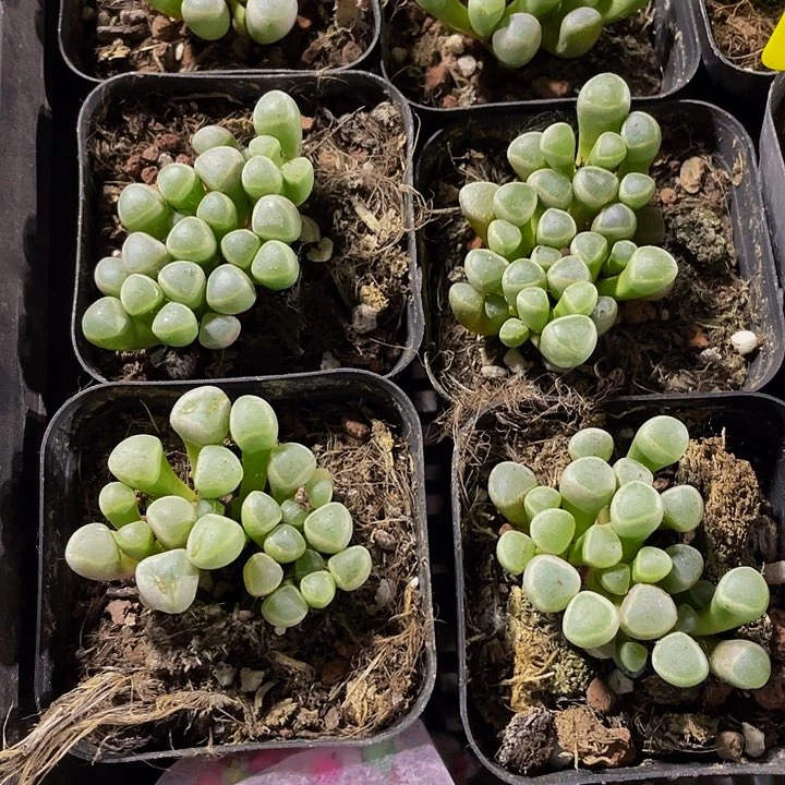 2.8的五十铃玉带盆土