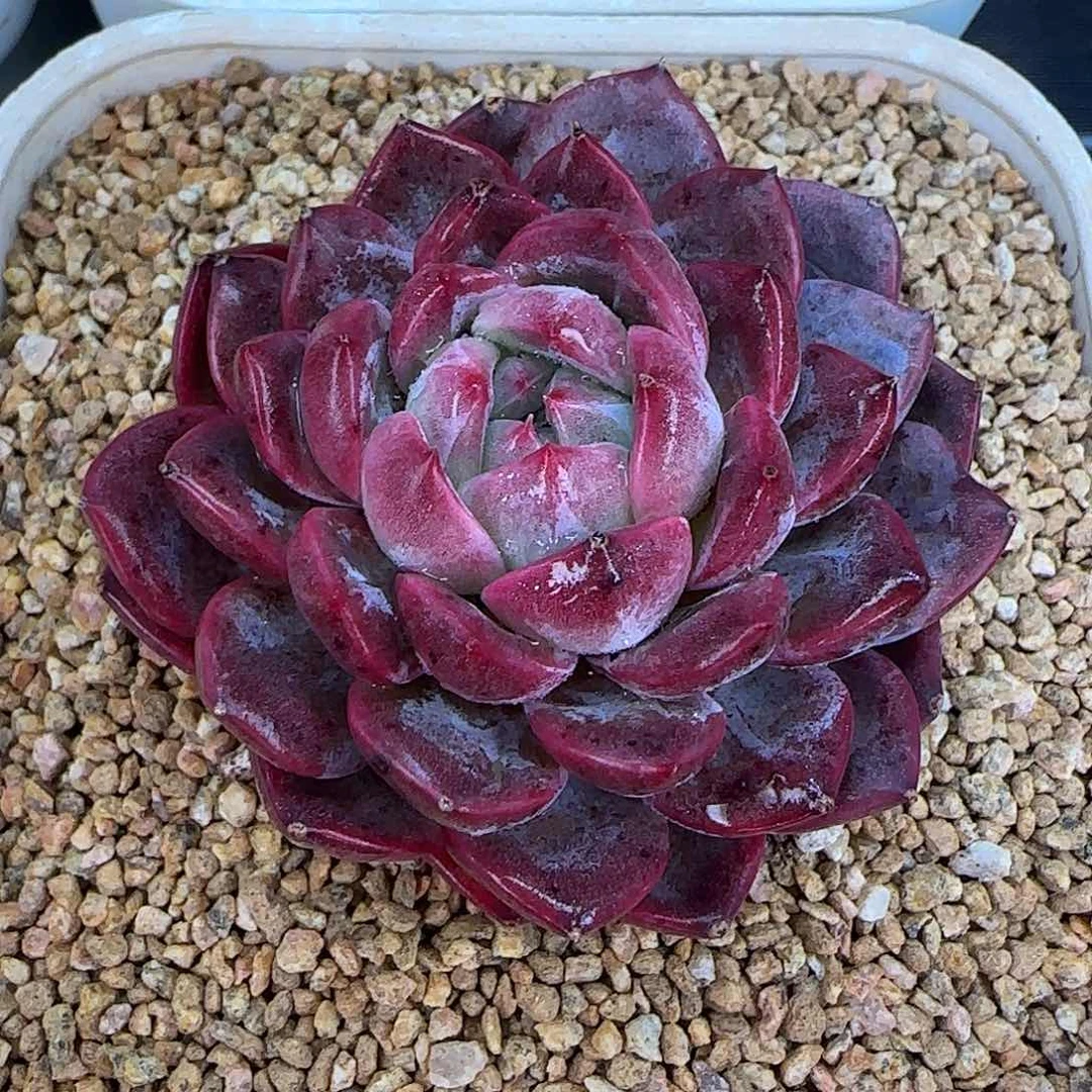 从前慢花园精选春风珍妮