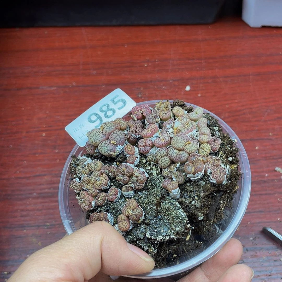 得***次985000000花花花花花鼓励