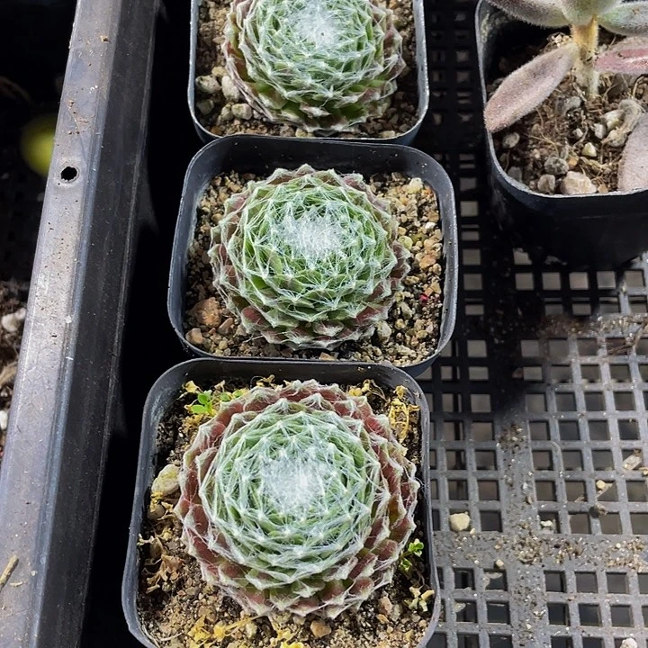 猪丝卷卷带哦土发货