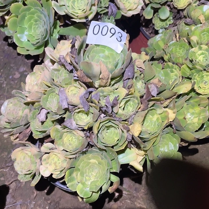 多肉植物法师93五彩琉璃