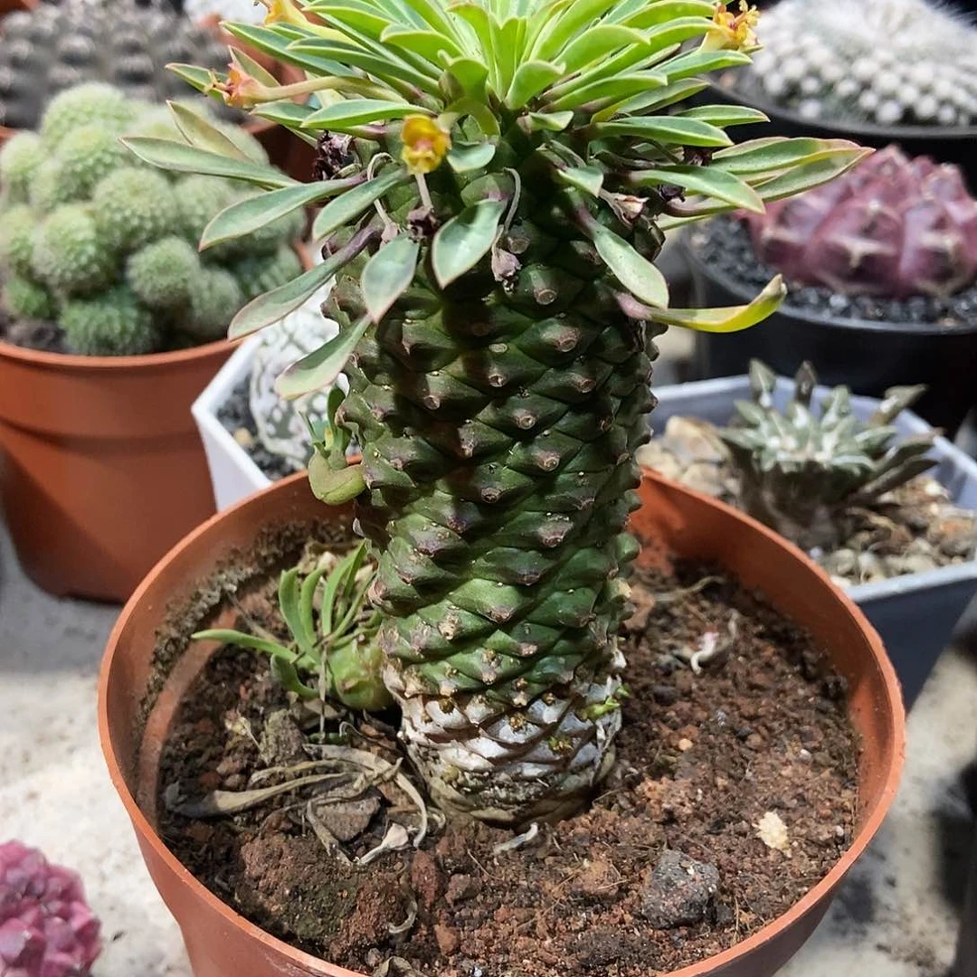 换黑色万象盆铁甲麒麟