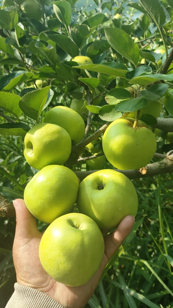 昭通金帅孕妇老人小孩都喜欢吃