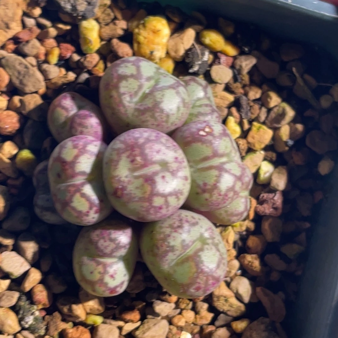 猴脸粗纹植物一物一拍