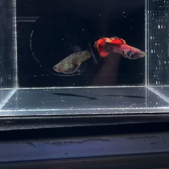 孔雀鱼红虎斑马晶塔一对小圆尾