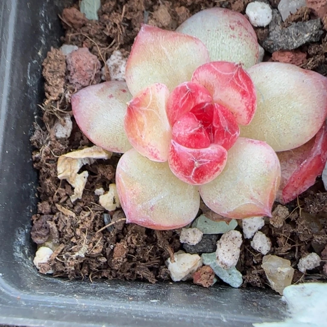 小卡拉米糖心一物一拍