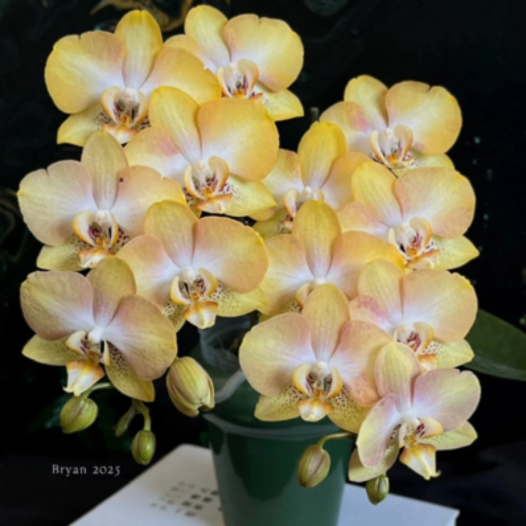 稀缺品种 浓香型3花剑【哈密瓜】蝴蝶兰浓香型爆花机器蝴蝶兰
