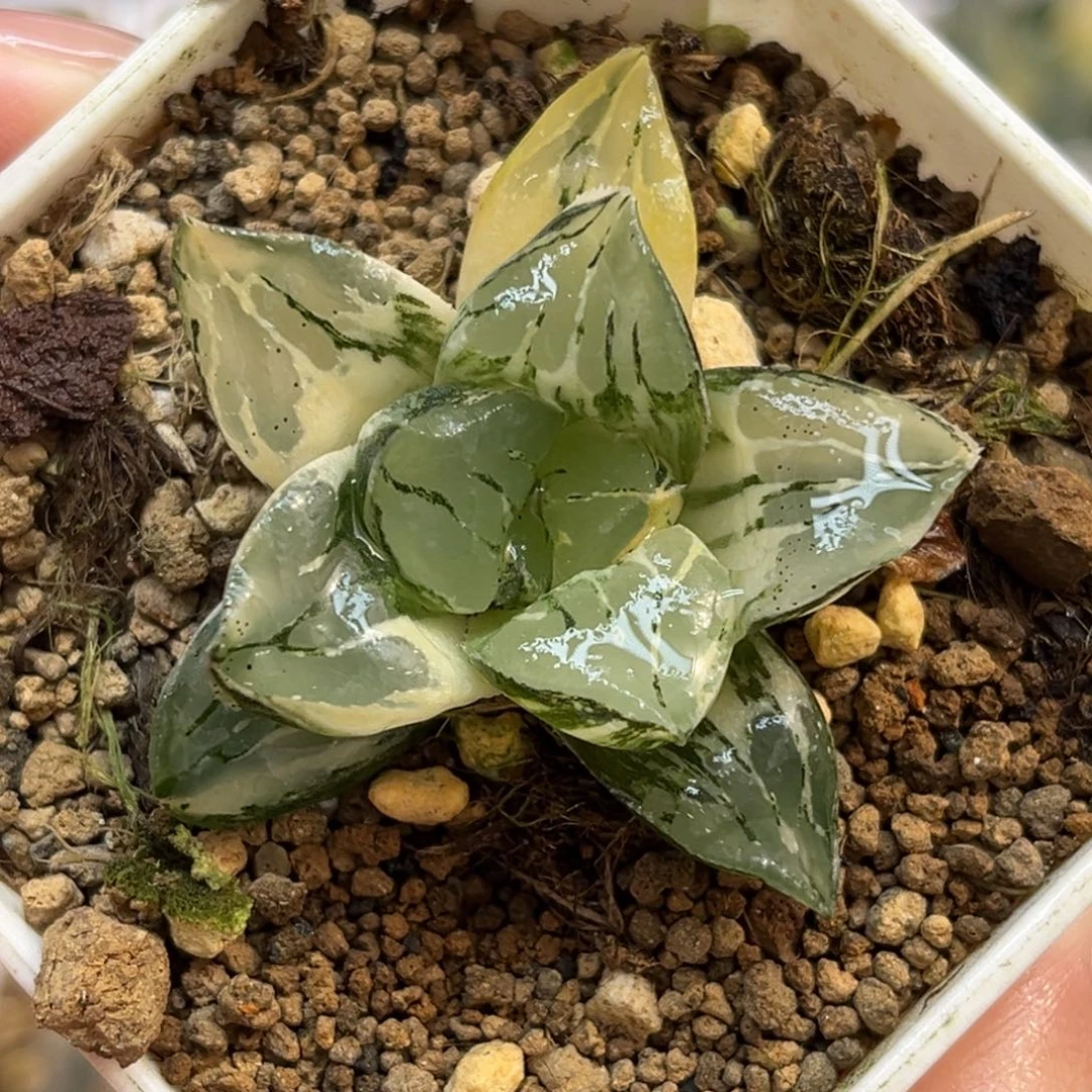 60莫迪卡锦福利专场