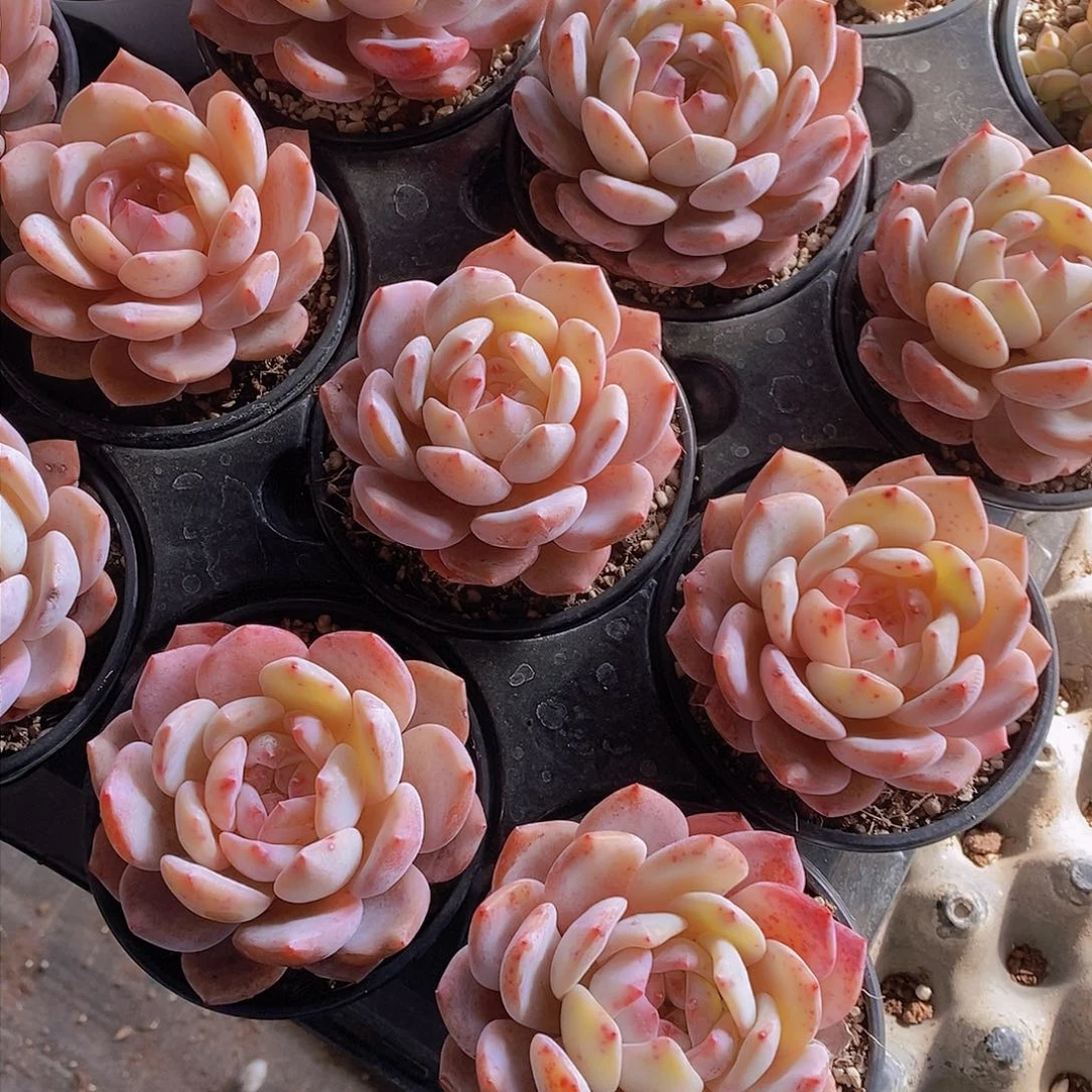 0207-福利草莓橙单头两颗 瑕疵慎拍